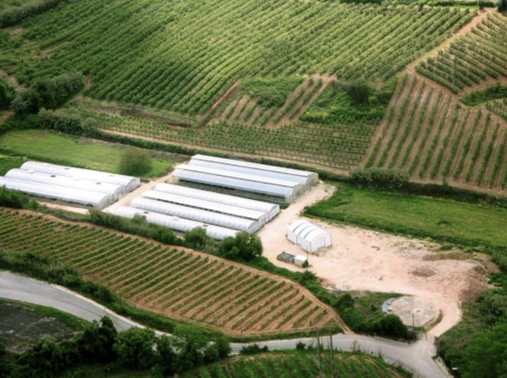 Vidais Planta - Viveiros - Produ&ccedil;&atilde;o Plantas